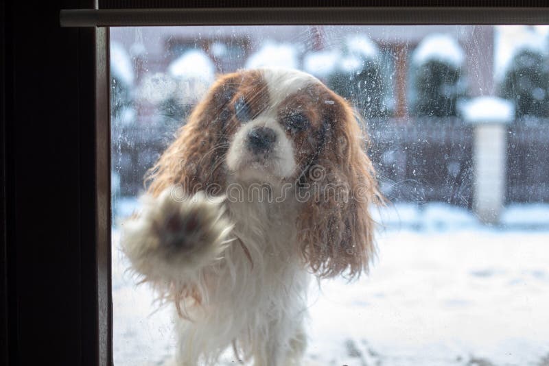 Dog knocks on door of glass house with his paw, Cavalier King Charles Spaniel ask for home from cold snowy winter chill. Blured. Effect through window