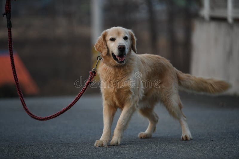 Dog in korea stock photo. Image of rose, road, black 229966984