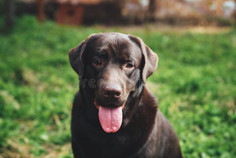 Dog, labrador in the backyard, pets, animals. royalty free stock images