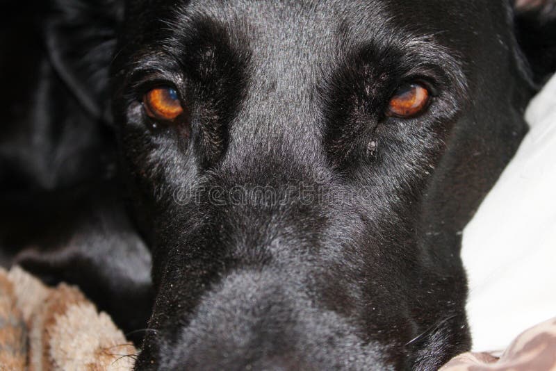 Dog Labrador Black Pair of Eyes Stock Image Image of labrador, brown