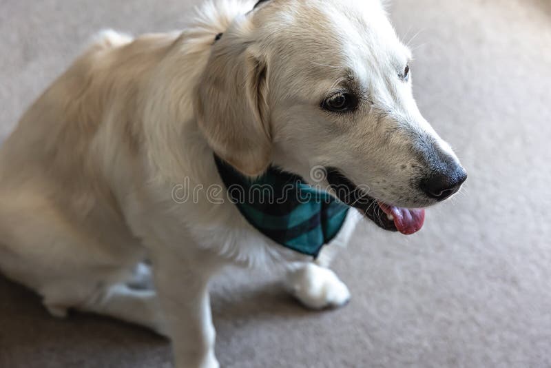 Dog Labrador Closeup in the Interior of the House. Stock Photo Image