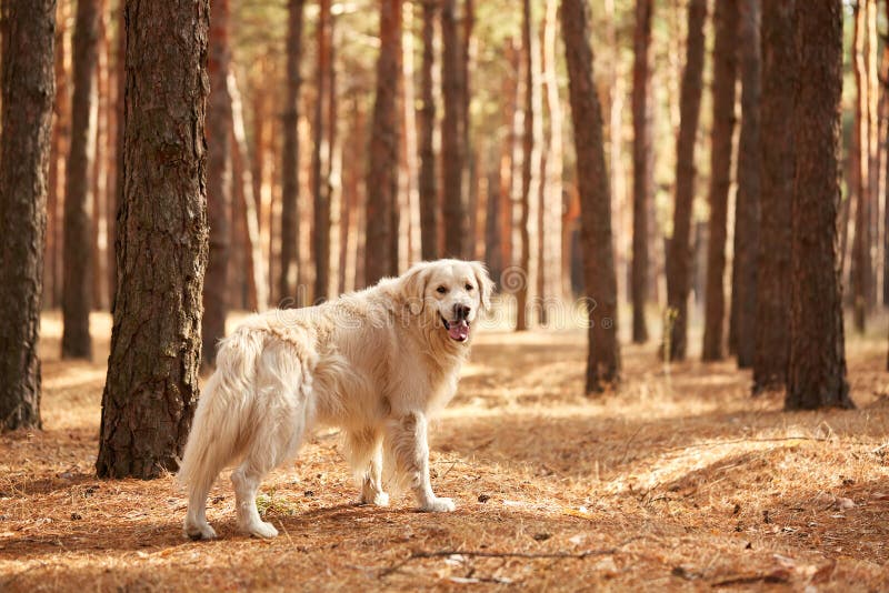 The Dog is a Labrador in the Forest. Friendly Dog Stock Image Image