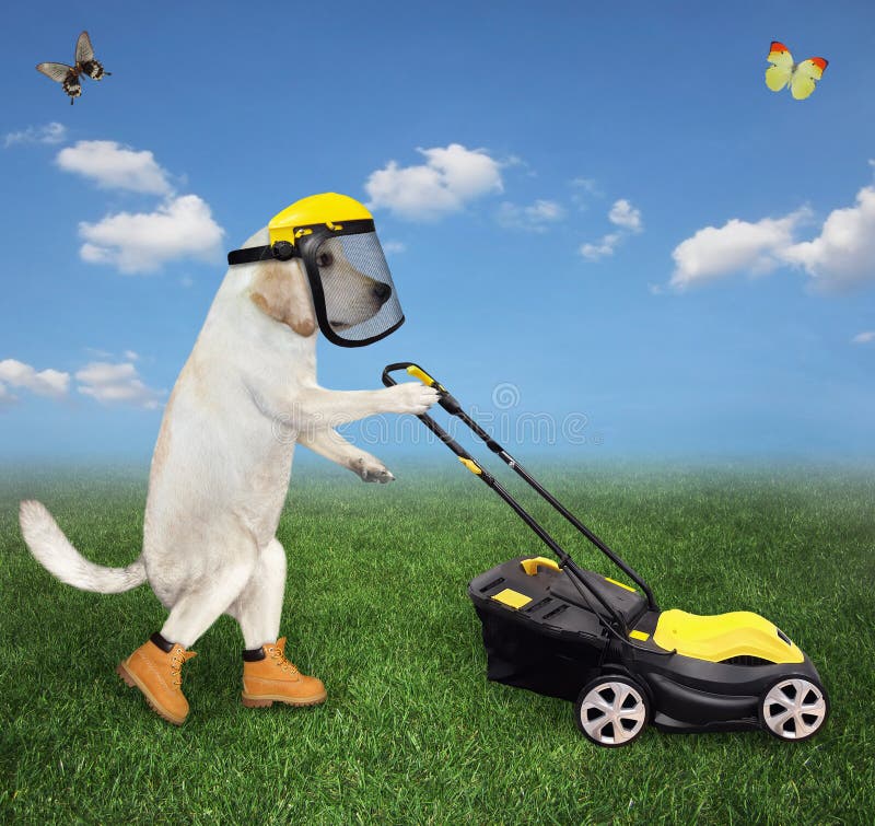 Cat in helmet mowing lawn stock image. Image of equipment - 219467659