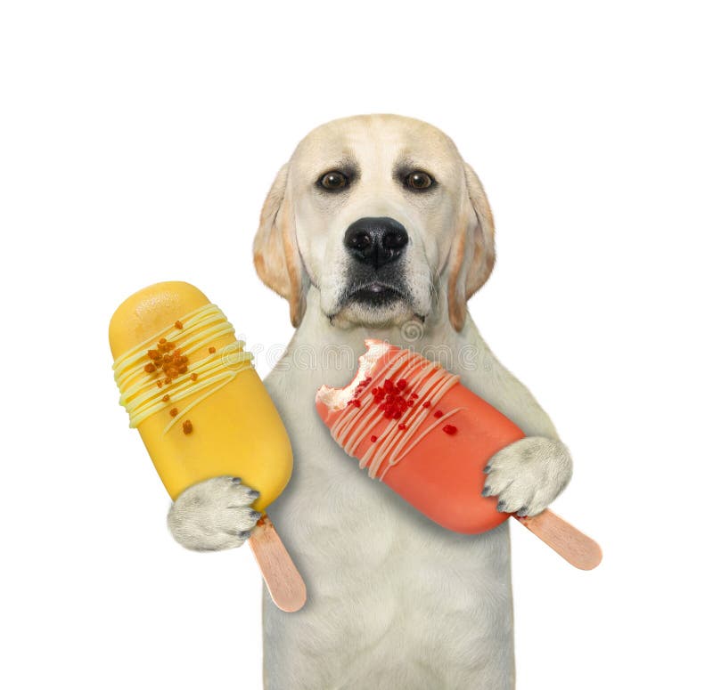 65 Dog Popsicle Stock Photos, High-Res Pictures, and Images - Getty Images