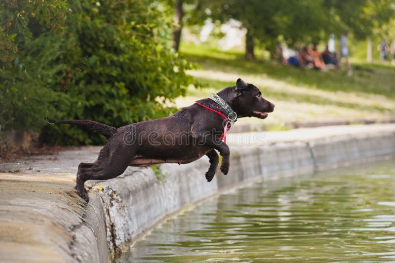 Dog Labrador Jumps into the Water Stock Photo Image of jumping