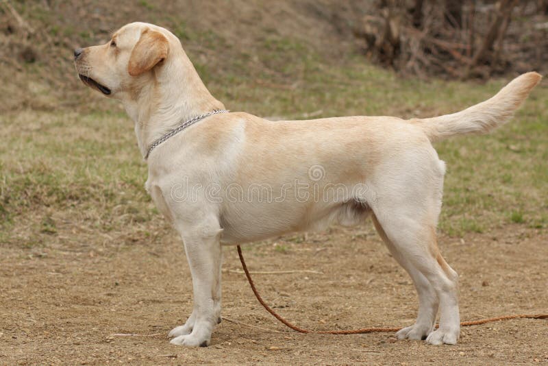 Dog Labrador Retriever standing in the show position. Beautiful purebred fawn dog Labrador Retriever standing in the show position sideways royalty free stock image Dog Labrador Retriever standing in the show position. Beautiful purebred fawn dog Labrador Retriever standing in the show position sideways royalty free stock image