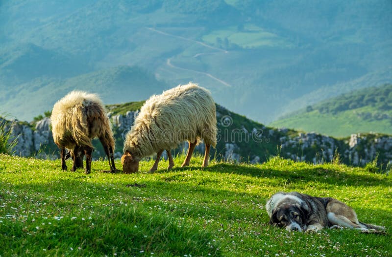 Dog Laid Down Watching for Sheep Cattle Stock Image - Image of lazy ...