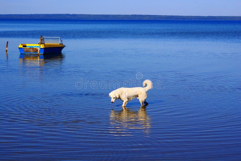 Dog in the lake