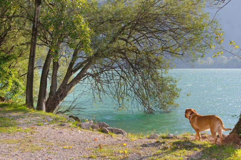Dog at the lake stock photo. Image of coastline, green 21863178