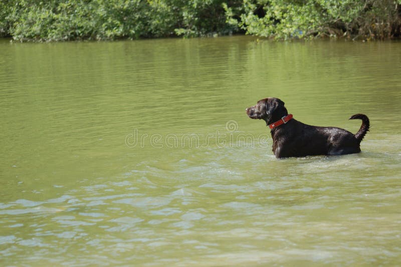 Dog in Lake