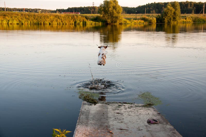 Dog and lake