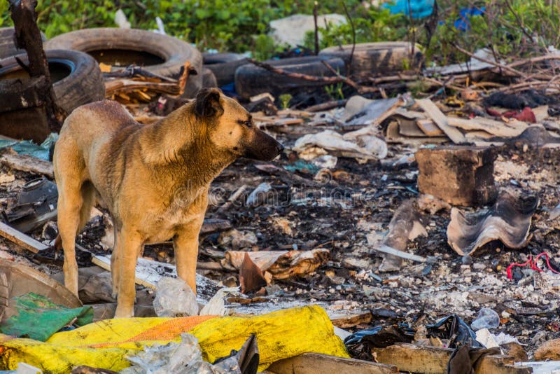 Dog in a Landfill in Rasht, Ir Stock Photo Image of issue, road