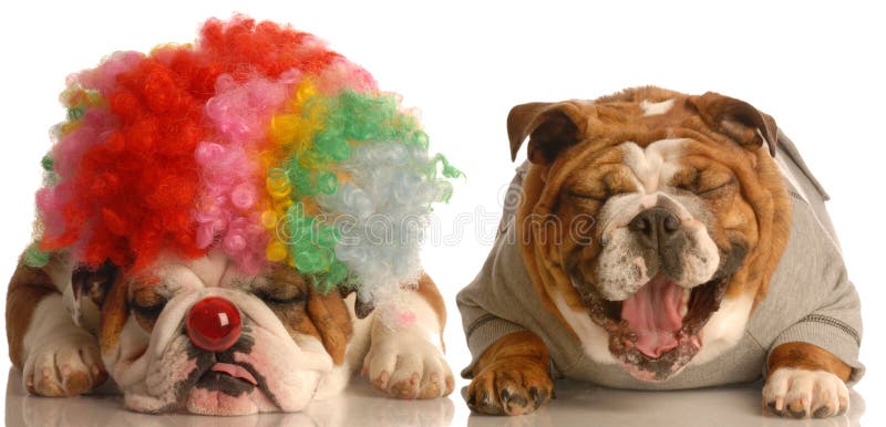 Bulldog inglese di ridere per un altro cane vestito con clown parrucca.