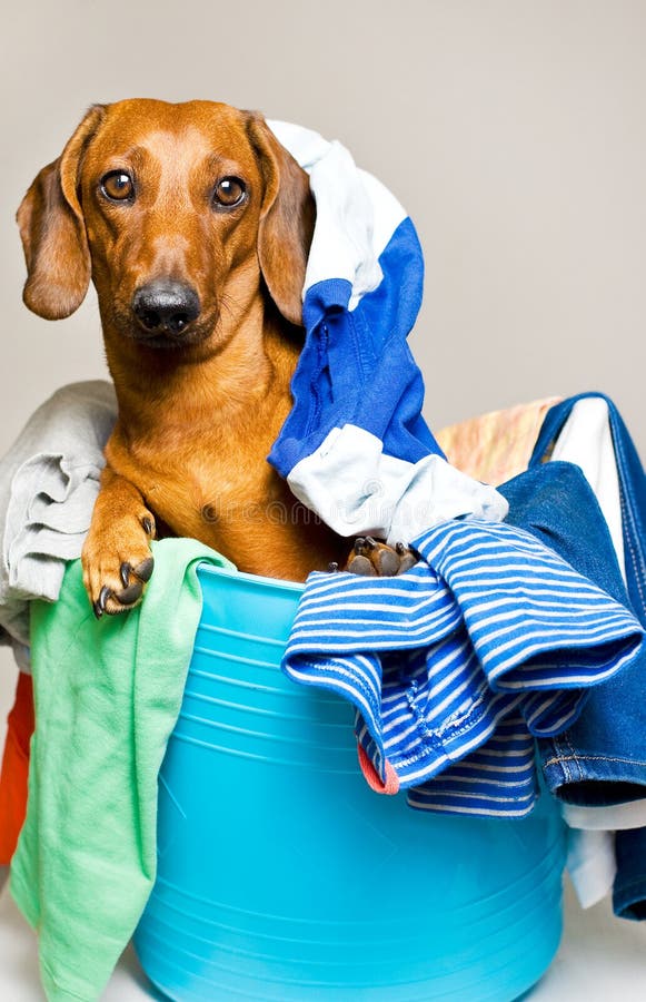 Puppy in Laundry Basket stock photo. Image of playful 28167172