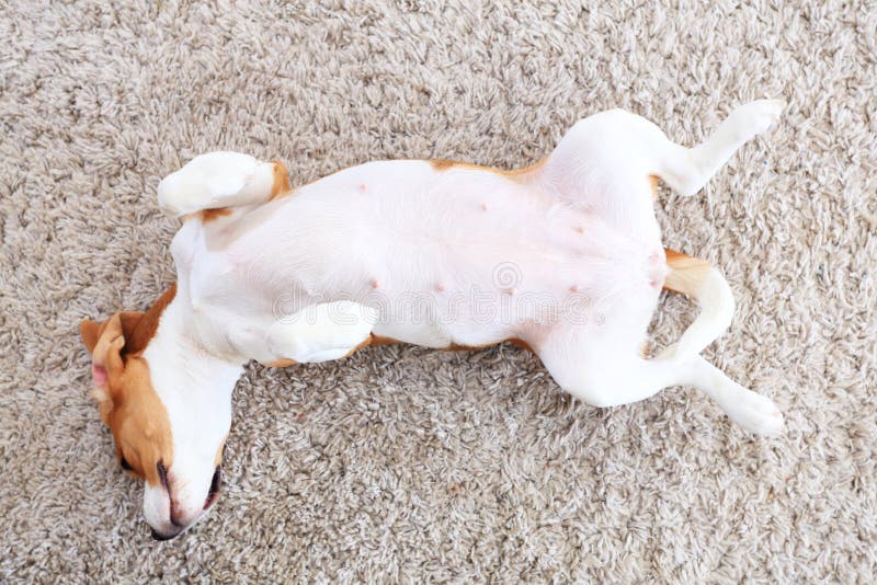 Dog lay on back from above stock photo. Image of back 89103270