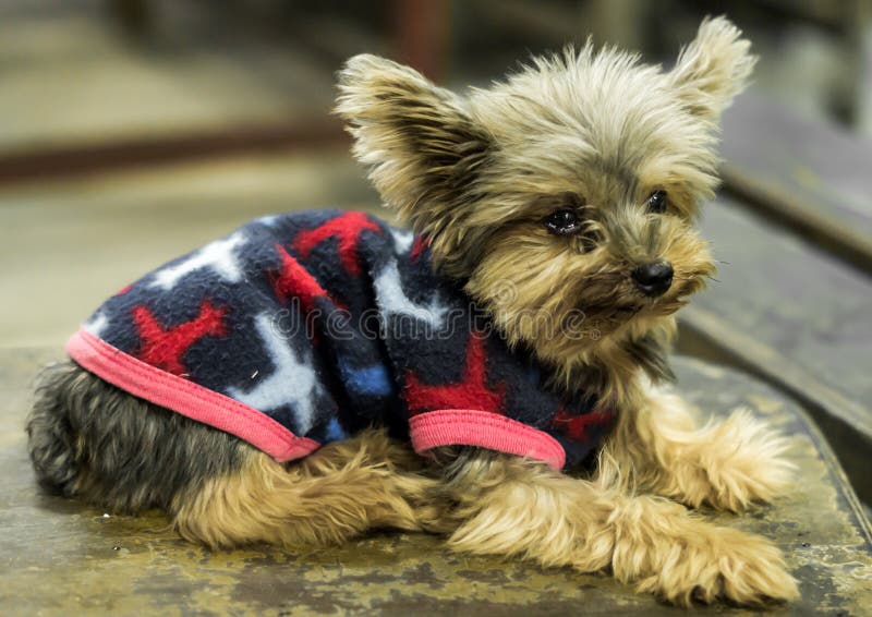 Dog lay down on the chair stock photo. Image of ears 48571016