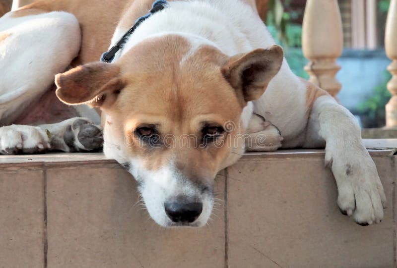 Dog Lay Down at Stairs and Looking at Camera Stock Image Image of