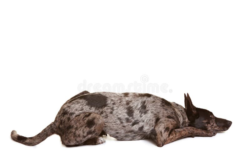 Dog laying down stock photo. Image of cute, animal, face 20198786
