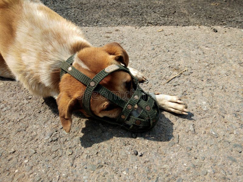 Dog wear muzzle stock photo. Image of pitlay, safety 136256586