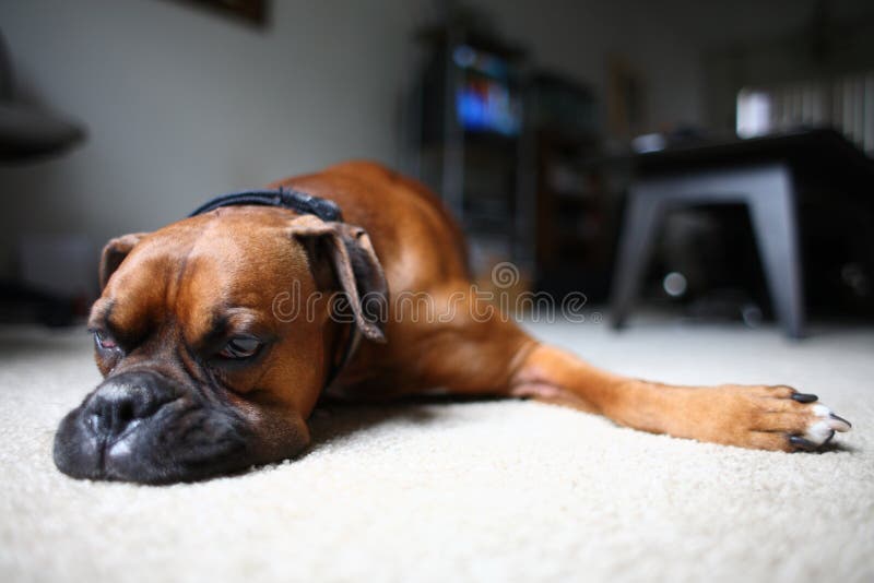 Dog laying on floor stock image. Image of pooch, home 4988715