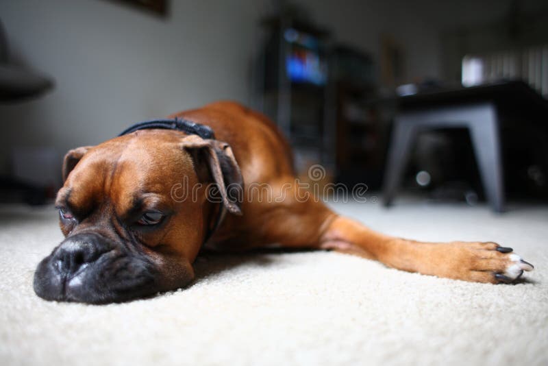 Dog laying on floor stock image. Image of pooch, home - 4988715