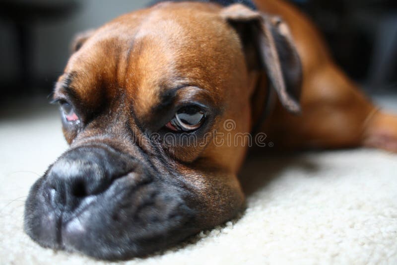 Dog laying on floor stock image. Image of pooch, buddy - 4988725