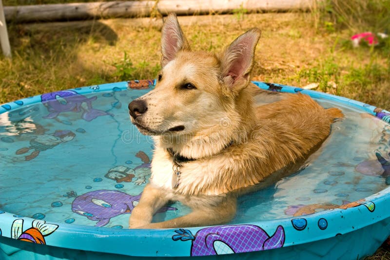 are dogs allowed in swimming pools