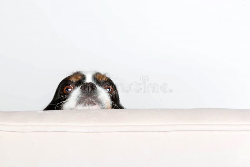 Dog Leans Head on the Armchair Stock Image Image of copy, purebred