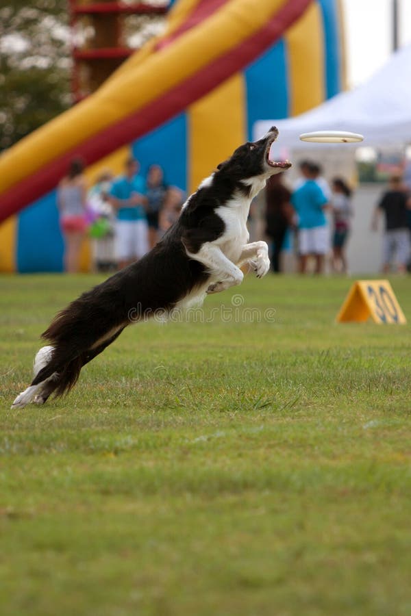 Dog Leaps To Try and Catch Frisbee Editorial Photography Image of