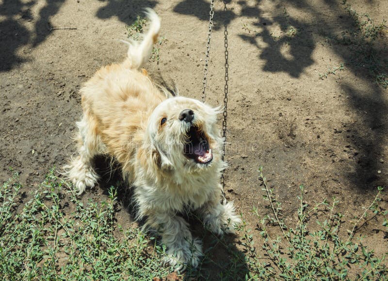 Dog on a Leash in a Dog Kennel. Dog Shelter. Stock Image Image of