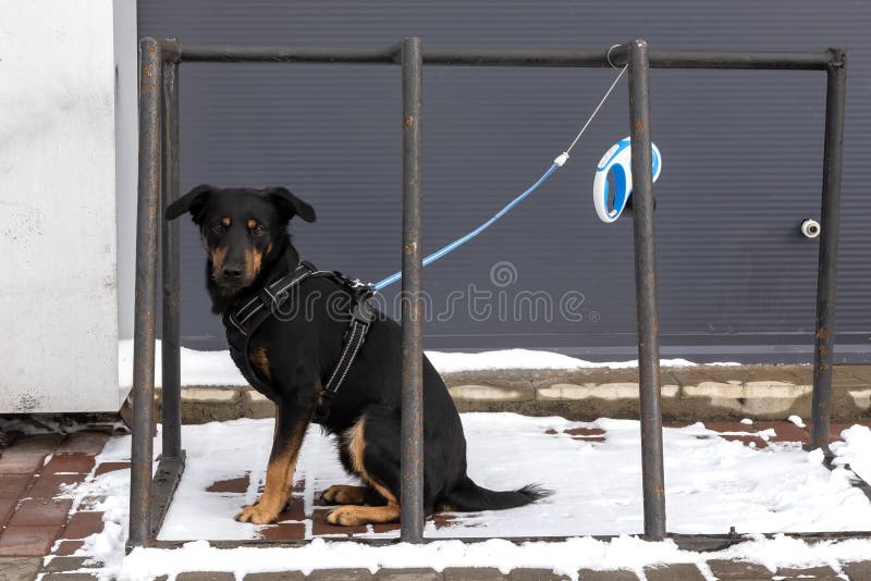 A Dog on a Leash is Waiting for the Owner at the Supermarket. Dog on a