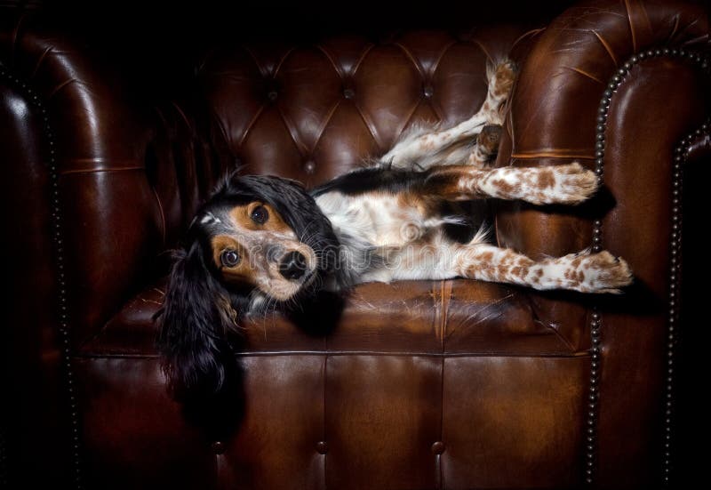 Dog in leather couch stock photo. Image of adorable, chair 10822724