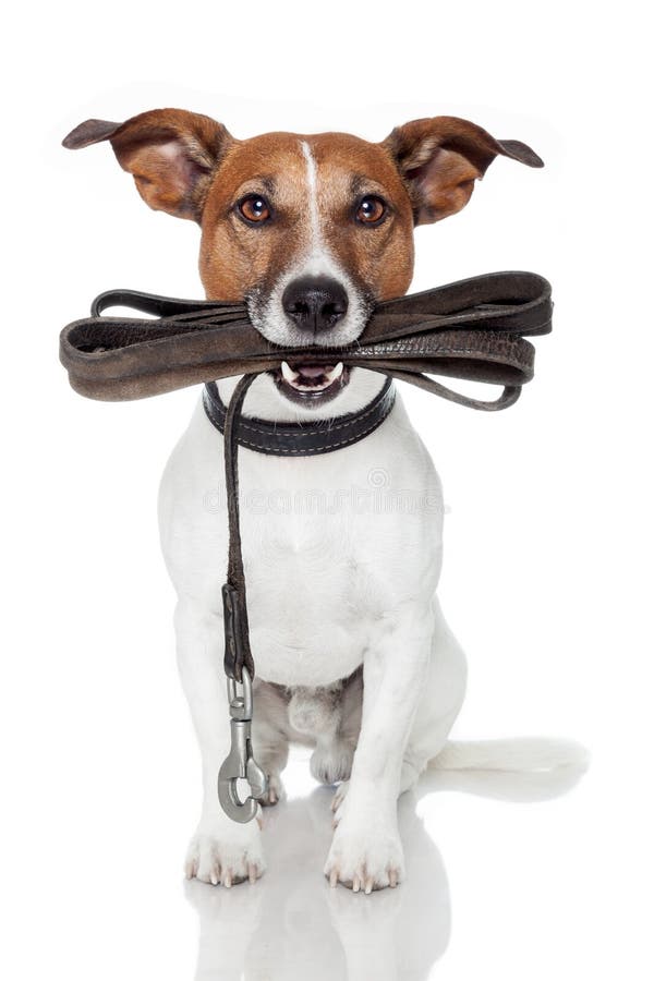 Cane con guinzaglio di cuoio in attesa di partire per il cane.