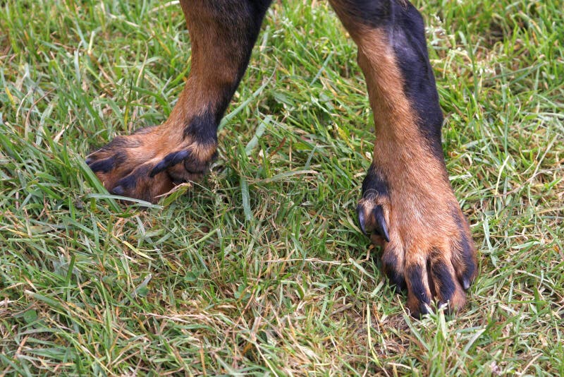 Dog legs stock photo. Image of legs, grass, warning, animal 80604798