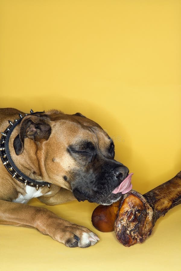 Why Do Dogs Lick Bones
