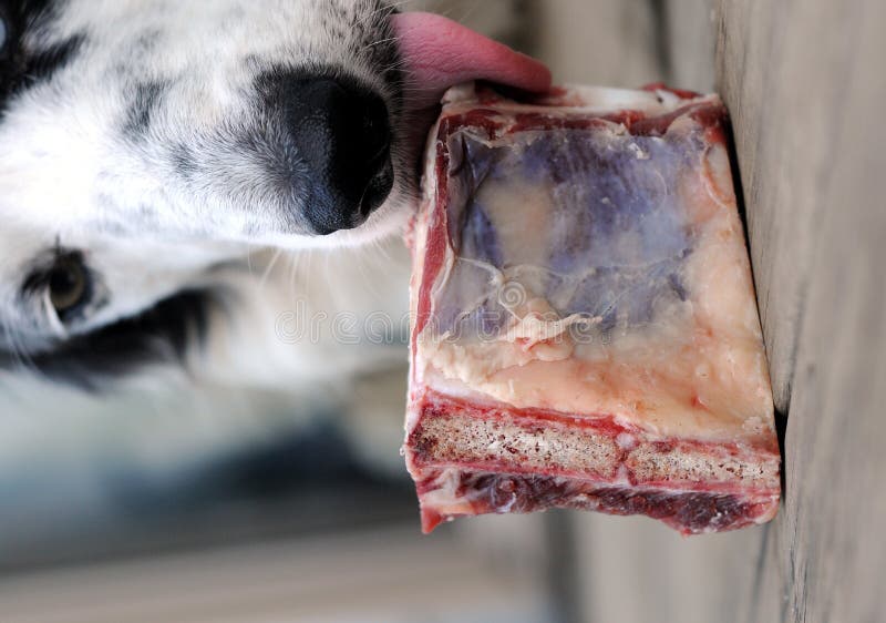 Dog licking a bone