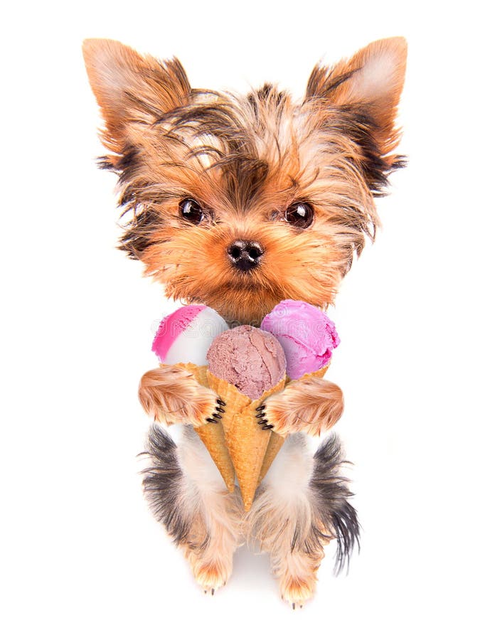 Dog licking with ice cream royalty free stock image Dog licking with ice cream royalty free stock image