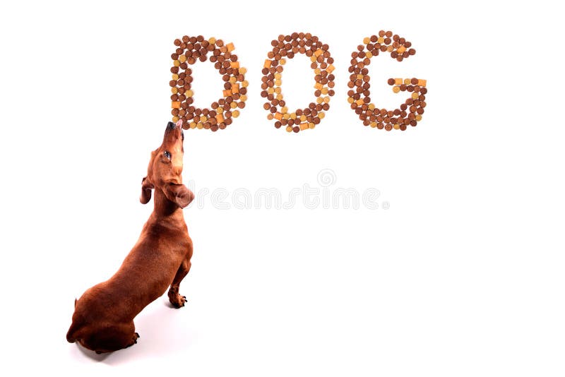 Dog Licking Its Animal Feed Stock Image Image of teckel, dachshund