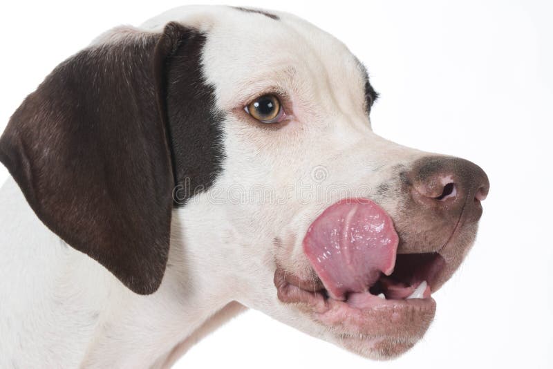Dog licking lips stock photo. Image of english, champion 6958976