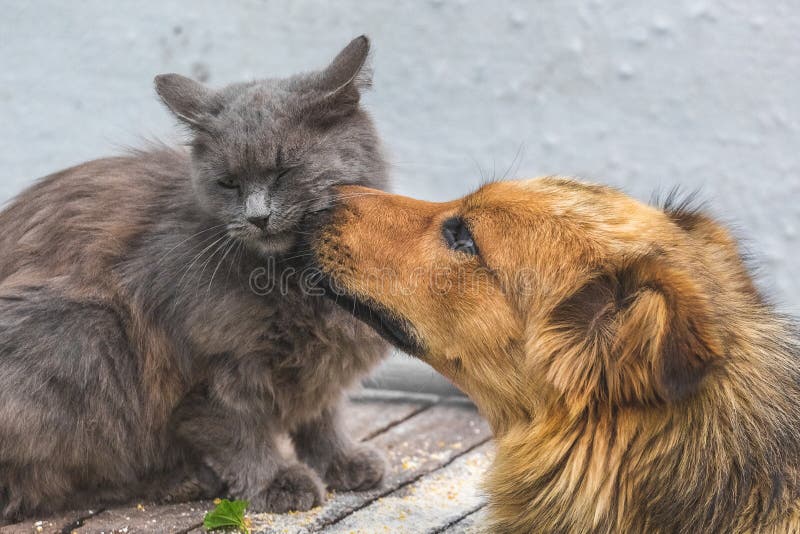 A Dog Licks a Cat`s Muzzle. Friendly Dog and Cat Relationship_ Stock