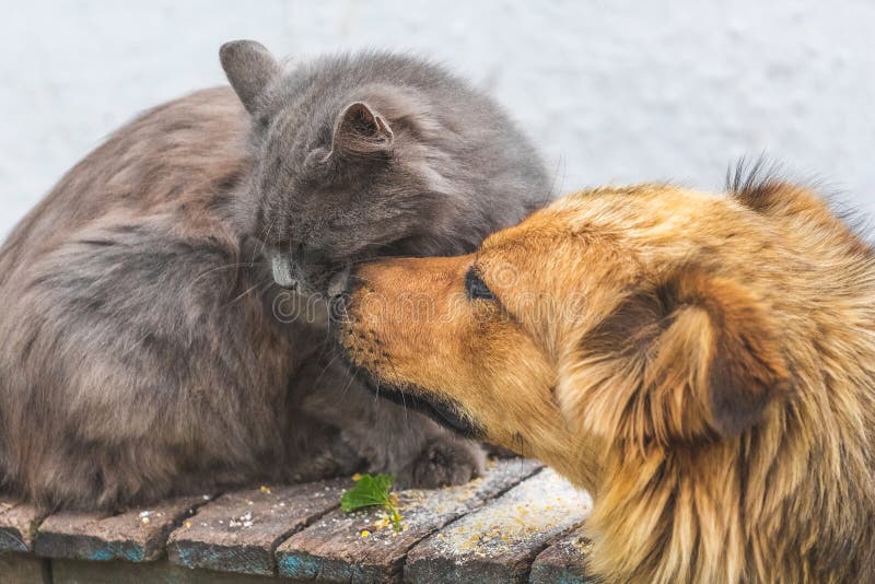 A Dog Licks a Cat`s Muzzle. Friendly Dog and Cat Relationship_ Stock