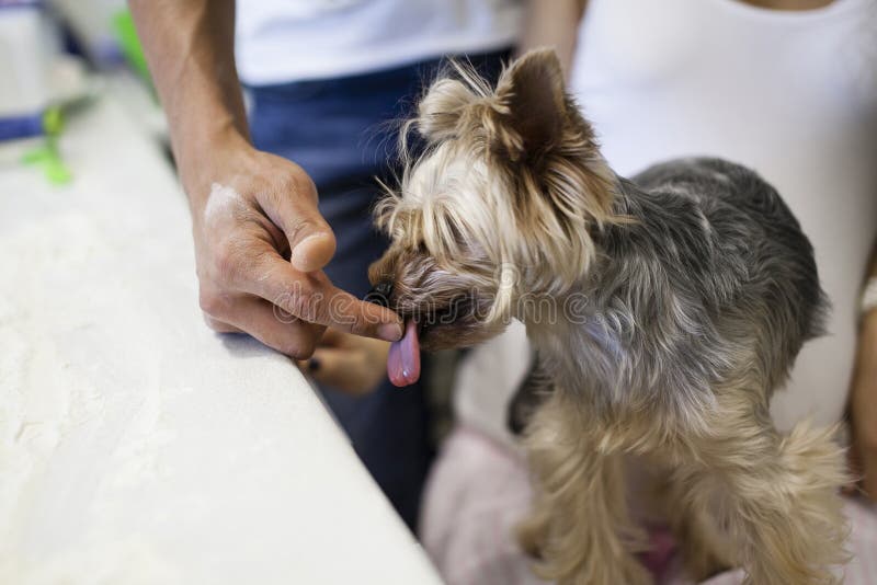 162 Dog Licks Owner Stock Photos Free & RoyaltyFree Stock Photos