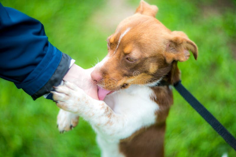 Dog Licks His Master Hand Stock Photos Free & RoyaltyFree Stock