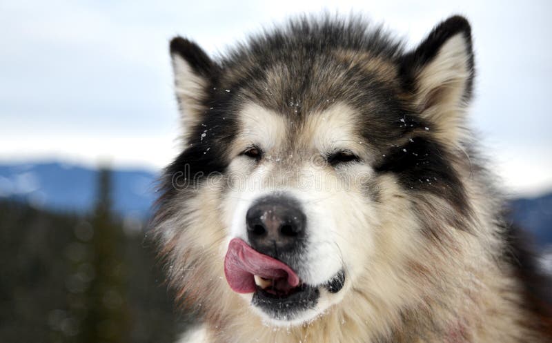 Dog licks its nose