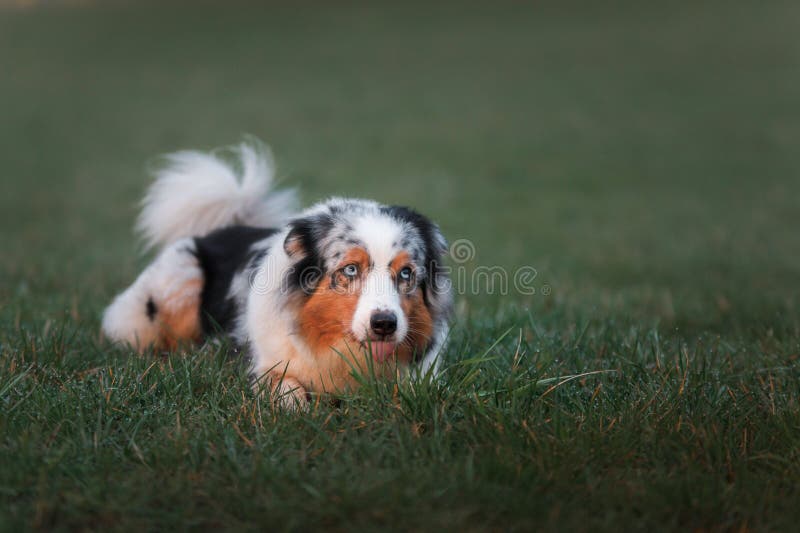 The Dog Lies in the Grass. Australian Shepherd in Nature Stock Photo ...