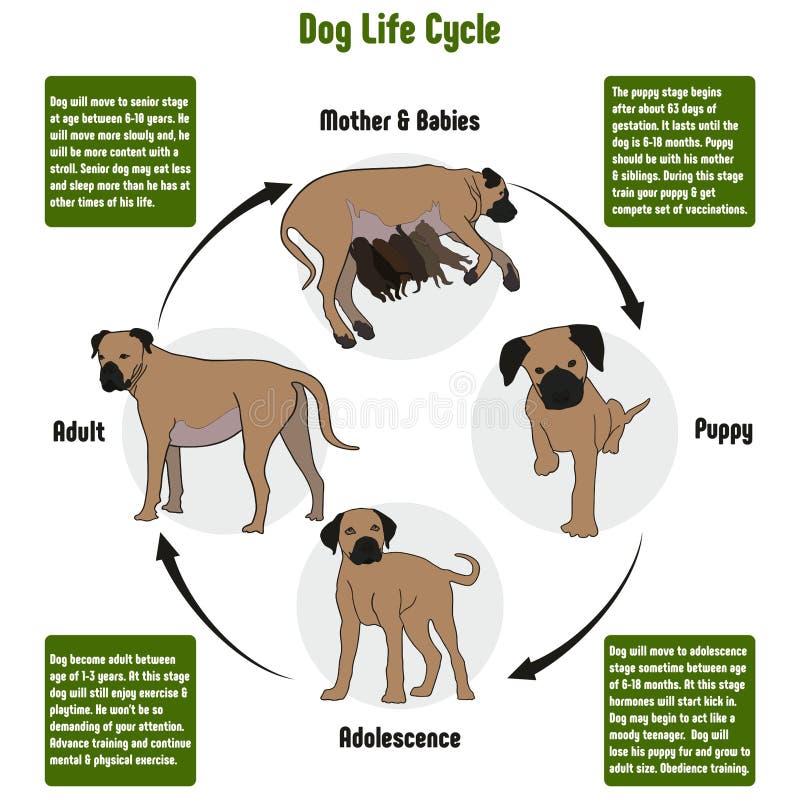 Dog Breed Exercise Chart