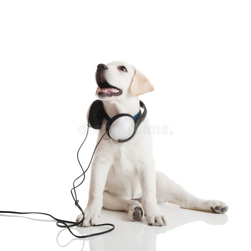 Dog listening to music