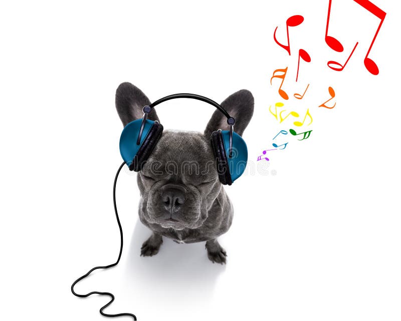 cool dog music