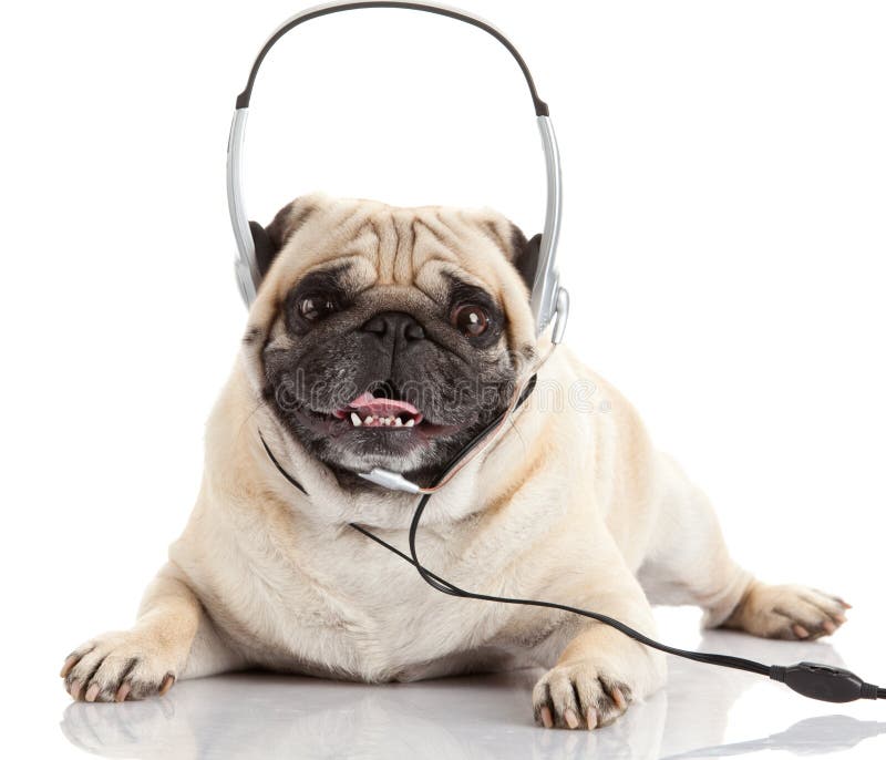 Dog Listening To Music. Pug Dog Isolated on White Stock Photo - Image ...