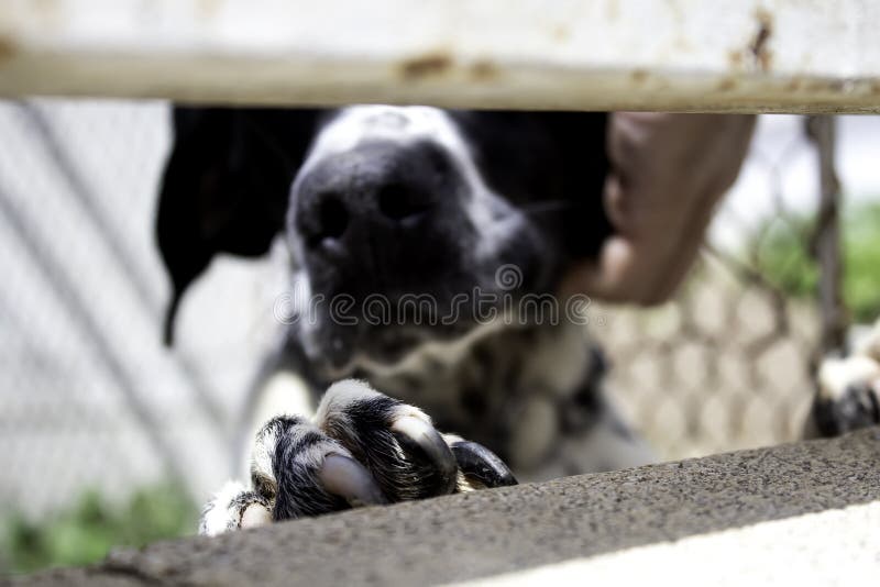 Dog locked in cage stock image. Image of adopt, caged 181435105